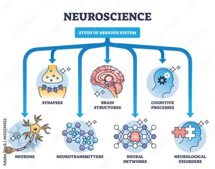A Journey Into Neuroscience And Stature